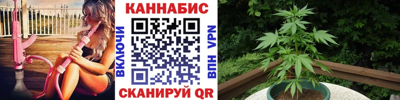 Бошки Шишки гибрид  Власиха 